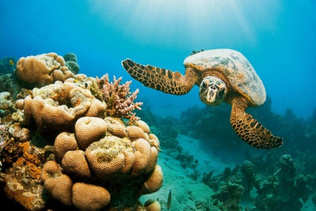 Snorkeling Trip to Hamata Islands Marsa Alam