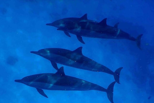 Snorkeling Trip to Satayh Dolphin Marsa Alam